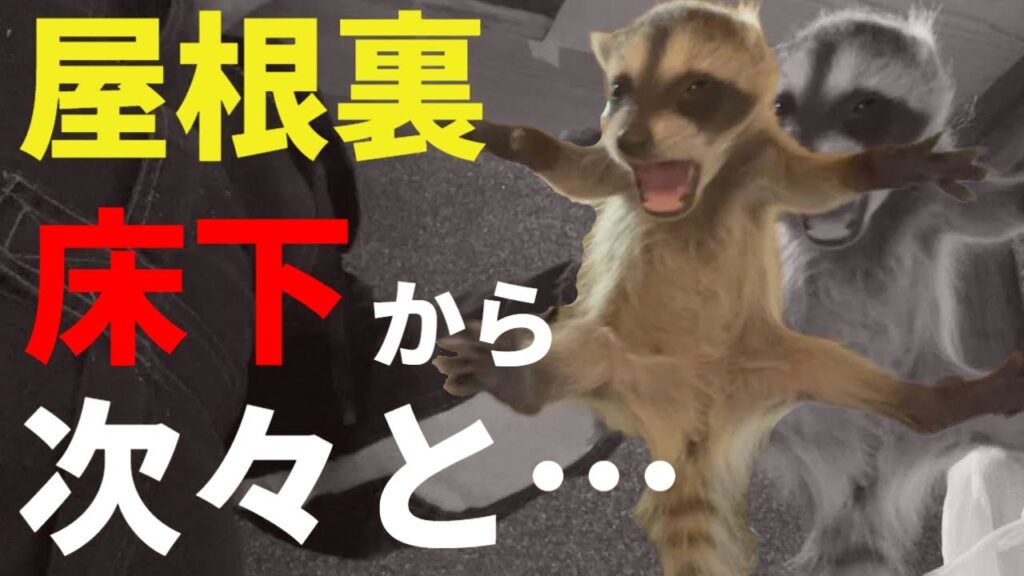 【動画あり】6/30放送のメ～テレ『アップ』にてアライグマ駆除の様子が紹介されました
