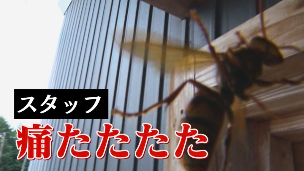 【動画あり】10/5放送のメ～テレ『ドデスカ！＋』にてスズメバチ駆除の様子が紹介されました